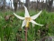Fawn lily, Beacon Hill Park