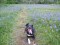 Camas in bloom, Uplands Park, with Maisie the&nbsp;dog